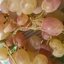 В Оренбургской области выявлена партия зараженного винограда