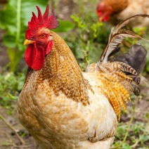 Жительница Оренбургского района обратилась в суд из-за петухов и куриц соседки