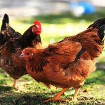 В Оренбургской области уже 37 неблагополучных очагов по птичьему гриппу