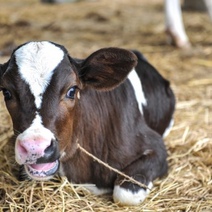 Оренбурженка, пытавшаяся продать теленка, лишилась денег