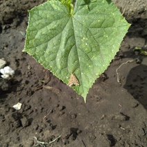 В Оренбуржье впервые за полвека луговой мотылёк проявил вредоносность в двух генерациях