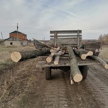 В Оренбуржье полицейскому попался лесоруб, перевозивший спиленные деревья