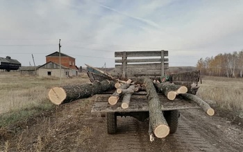 В Оренбуржье полицейскому попался лесоруб, перевозивший спиленные деревья