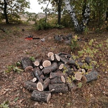 Дрова на зиму заготовить не удалось: в Оренбуржье задержали очередного лесоруба