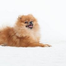 Мужчина, обманувший жительницу Оренбуржья при продаже щенка шпица, оштрафован на 100 000 рублей