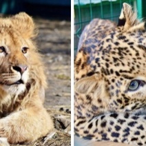 Ева, спасенный детеныш леопарда из Оренбуржья, прилетела в Танзанию