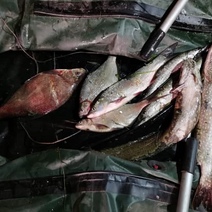 Под Саракташом рыбаки-браконьеры с помощью остроги добыли восемь видов рыбы