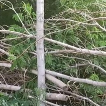 Лесоруб из Оренбургской области выслушал приговор суда