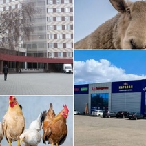 Минсельхоз Оренбуржья через суд пытается вернуть 8 фермерских грантов