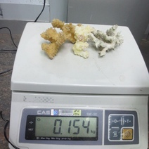 В Оренбурге у туристки, прилетевшей из Египта, обнаружили исчезающий вид кораллов