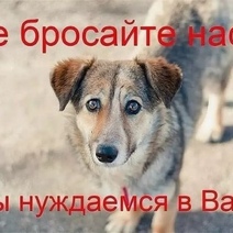 Из-за закрытых рынков с проблемами столкнулись приюты для животных