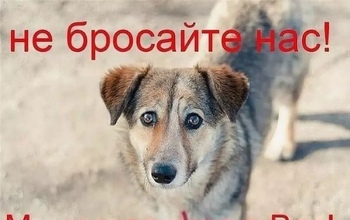 Из-за закрытых рынков с проблемами столкнулись приюты для животных