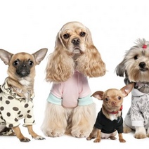 Оренбуржцы стали чаще покупать теплые костюмы для собак