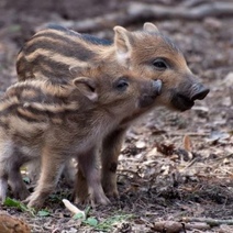 Охоту на кабанов в Оренбургской области разрешили до конца года