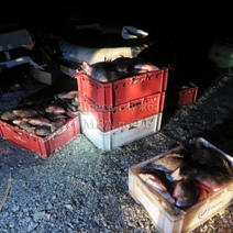 Браконьер из Оренбуржья наловил в Башкирии рыбу почти на 200 000 рублей