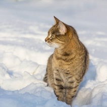 Ветер, осадки и гололед: в Оренбуржье ожидаются ненастные выходные