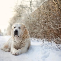 В Оренбуржье отправится в колонию мужчина, спустивший алабая на сотрудницу полиции
