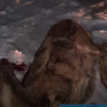 В Оренбуржье водитель оказался не только пьяным, но и браконьером