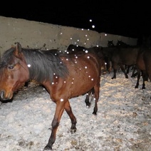 У жителя Кваркенского района пропал целый табун лошадей