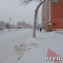 В Оренбурге на улице Володарского спилили дерево