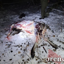 В Тоцком районе добычей браконьеров стала беременная лосиха (18+)