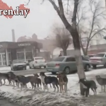 Своры бродячих собак снова заставляют переживать оренбуржцев
