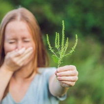 В Оренбуржье в крупной партии подсолнечника обнаружили семена амброзии