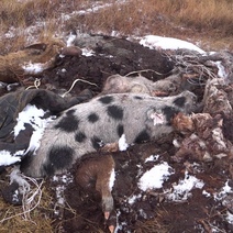 В Оренбургском районе обнаружили 15 выброшенных туш свиней, погибших от опасного вируса