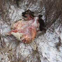 Браконьер из Бугуруслана отстрелил трех лосей (18+)