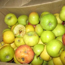 В Оренбургскую область не допустили тонны моркови, репы, яблок, риса и орехов