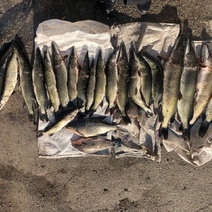 Под Кувандыком задержали рыбака-браконьера с 20 щуками и сомом