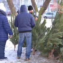Оренбуржцы 1 декабря уже могут отправляться за елочкой