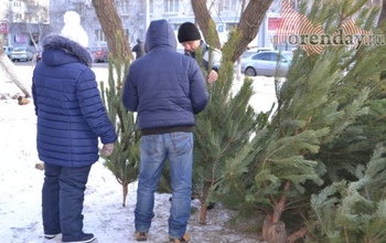 Оренбуржцы 1 декабря уже могут отправляться за елочкой