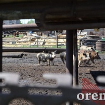 В Оренбурге в воинской части выявили свинину с вирусом африканской чумы