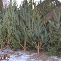 За срубленную в лесу елочку оренбуржцам грозит штраф в 6000 рублей