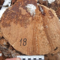 В Оренбуржье продолжают ловить дровосеков