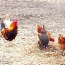 В Оренбуржье 4 неблагополучных пункта по птичьему гриппу