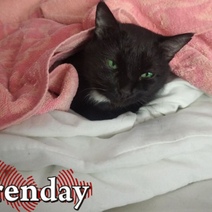 Житель Новотроицка на глазах у детей издевался над кошкой (18+)