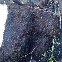 Пенсионер из Оренбурга срубил клён за 40 000 рублей