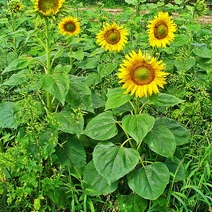 В Оренбуржье в 100 тоннах подсолнечника выявили амброзию