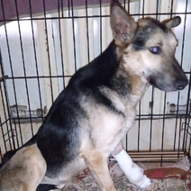 Волонтеры выхаживают щенка с ужасной травмой лапы