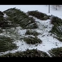 В Оренбургской области незаконно вырубили 1 700 сосен на 11 млн. рублей