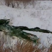 Непроданные сосны с елочных базаров оказались на свалке под Оренбургом