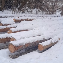 Молодой житель Бугуруслана спилил девять сосен почти на 200 000 рублей