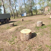 Дело по вырубке деревьев на Красной площади в Оренбурге передано в суд