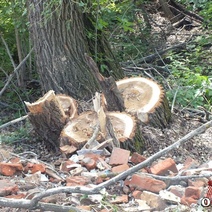 В Оренбурге нашли крайнего, кто ответил за вырубку деревьев