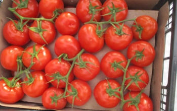 С начала 2022 года в Оренбуржье запрещен ввоз 113 тонн продуктов