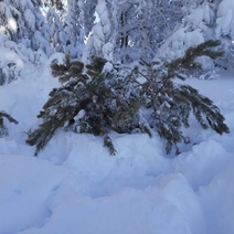 В Шарлыкском районе 