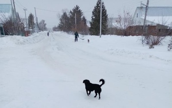 В Сорочинске собаки нападают на людей
