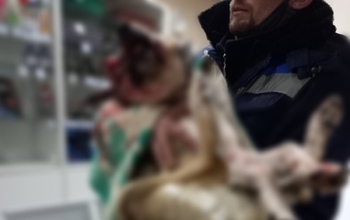 Жестоко расправиться с собакой, которая погибла накануне в Оренбурге, могли соседи